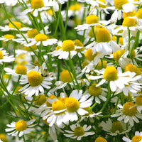 German Chamomile Samen with Aussaat and Anbau guide