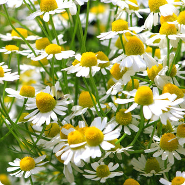 German Chamomile Samen with Aussaat and Anbau guide