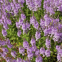 Germander pink Blumen attracting pollinators grown from Samen