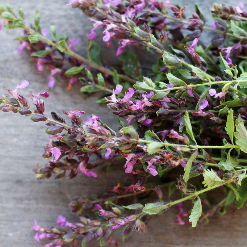 Germander Samen Teucrium chamaedrys evergreen border Pflanze
