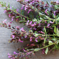 Germander Samen Teucrium chamaedrys evergreen border Pflanze