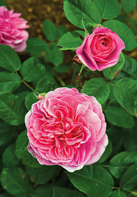 Rosenbusch Blumensamen zur Aussaat Blüten für Ihren Garten