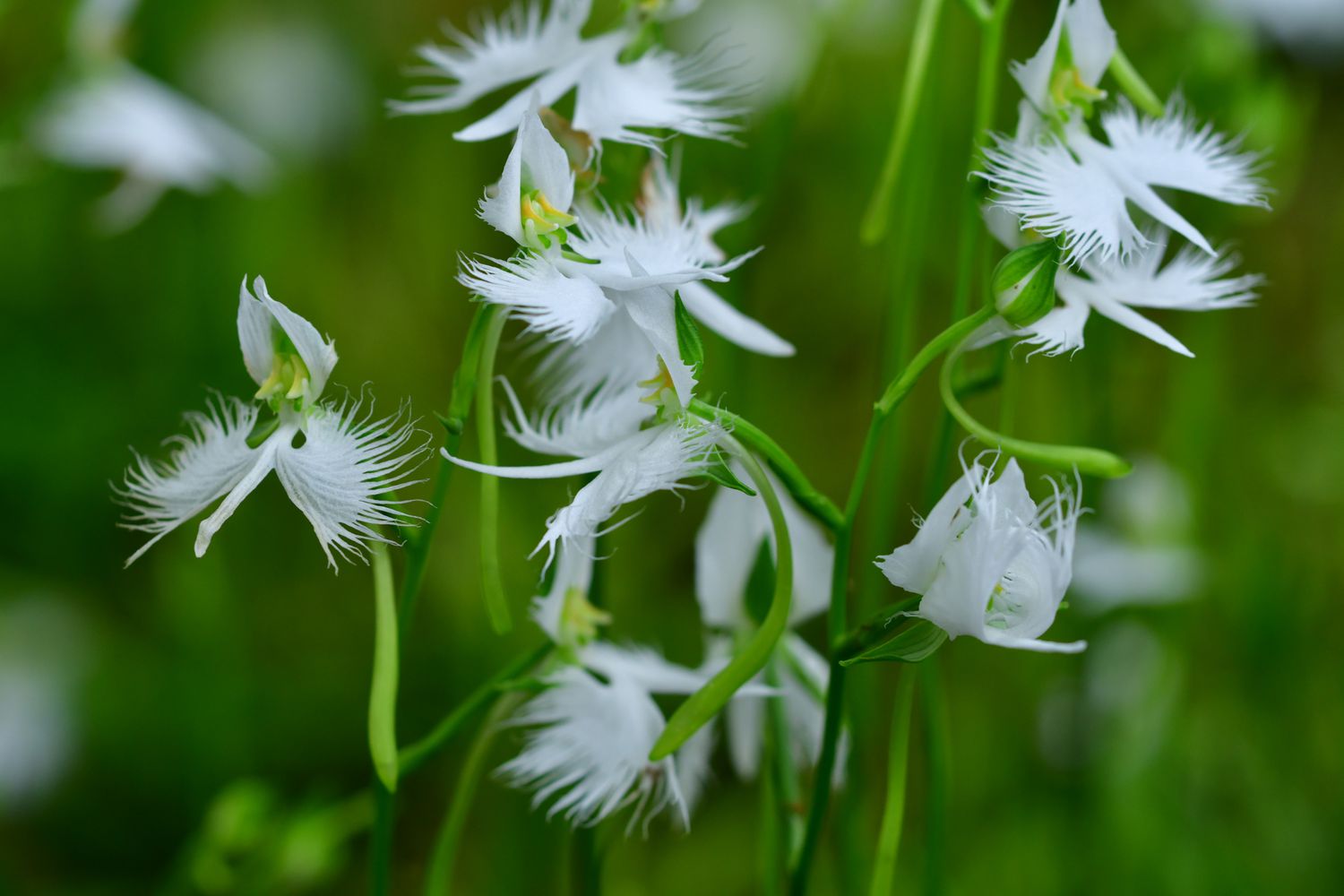 Weiß Egret Blumensamen zur Aussaat leuchtend Traditionssorte & ohne Gentechnik Samen Hausgarten