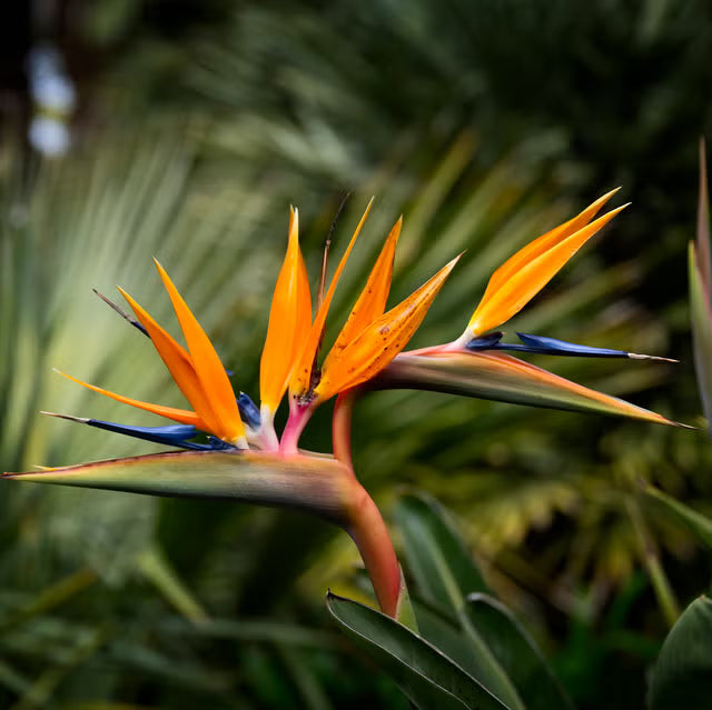 Orange Bird Paradise Samen zur Aussaat – exotisch Blüten für Ihren Garten