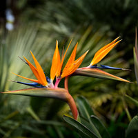 Orange Bird Paradise Samen zur Aussaat – exotisch Blüten für Ihren Garten