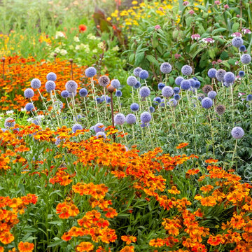 mehrfarbig mehrjährig Blumensamen zur Aussaat Schnitt Blume beliebt Traditionssorte & ohne Gentechnik Samen Hausgarten