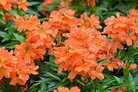 Firecracker Blumensamen zur Aussaat – leuchtend – Traditionssorte & ohne Gentechnik Samen Hausgarten
