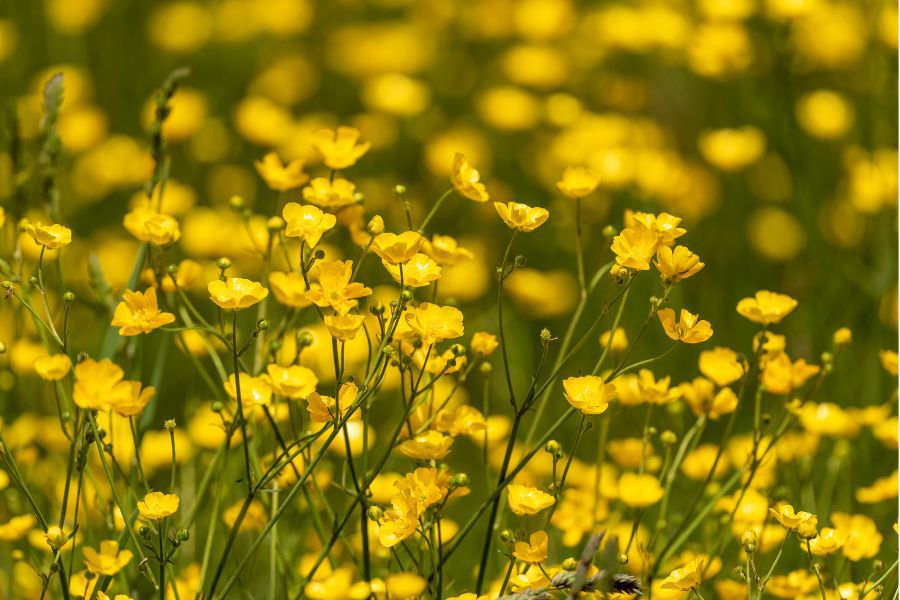 Gelb Buttercup Blumensamen zur Aussaat – saisonal Dauerblüher – Traditionssorte & ohne Gentechnik Samen Hausgarten