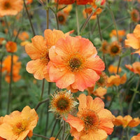Geum Blumensamen zur Aussaat duftend Blüten Traditionssorte & ohne Gentechnik Samen Hausgarten