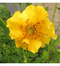 Gelb Avens Sunrise Blumensamen zur Aussaat – leuchtend – Traditionssorte & ohne Gentechnik Samen Hausgarten