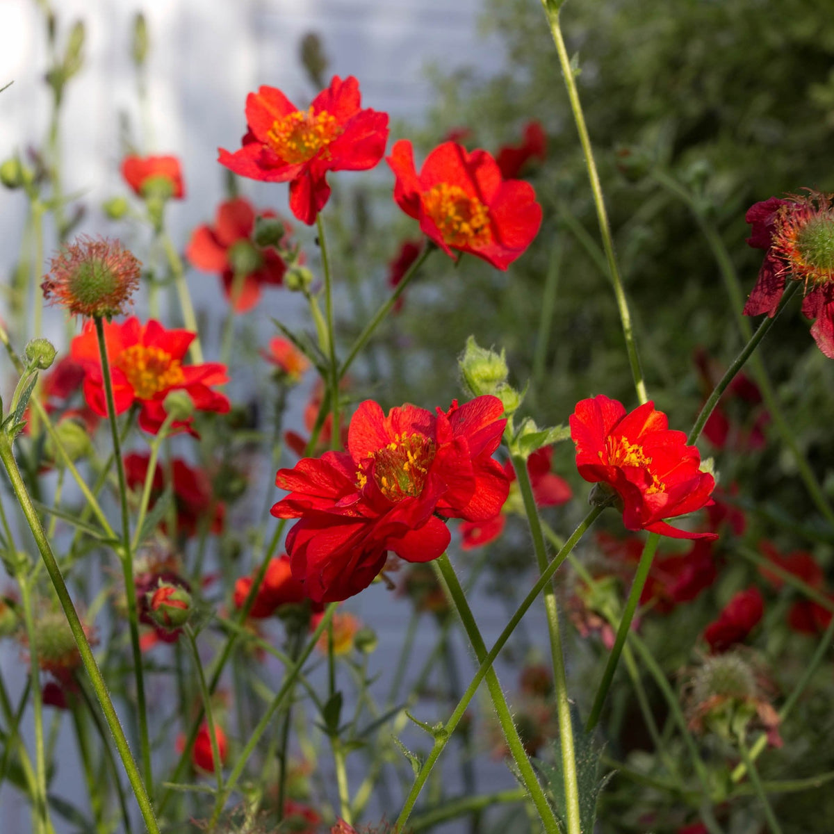 Geum rossii blume samen for anpflanzung - premium quality, heirloom & gmo free samen for home garten
 
 sale for anpflanzung in home garten.