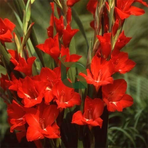 Kastanienrot Gladiole Blumensamen zur Aussaat – sonnenliebend Traditionssorte & ohne Gentechnik Samen Hausgarten