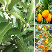 Citrus japonica Samen für einfaches Anpflanzen