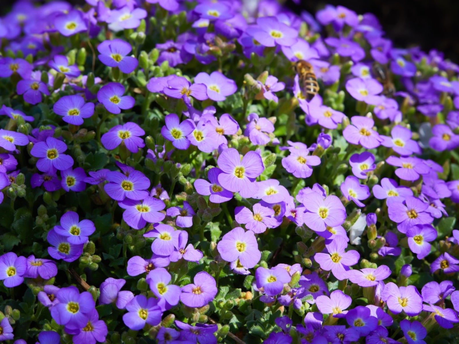 Gemischt Cress Blumensamen zur Aussaat – leuchtend – Traditionssorte & ohne Gentechnik Samen Hausgarten