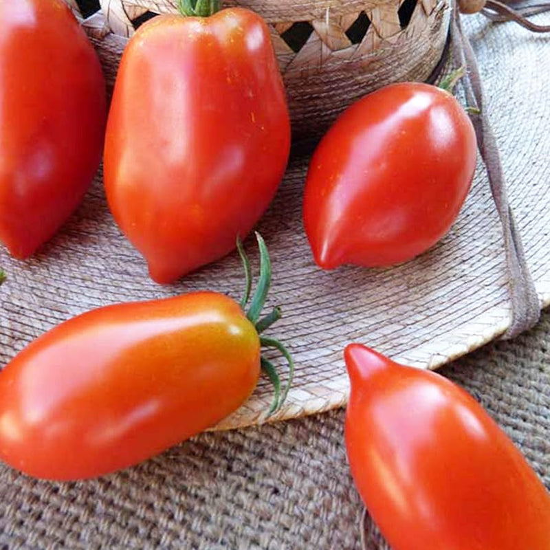 Giallo grandi amish tomato samen für aussaat