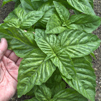 Giant basil leaves of Mostruoso variety grown from Samen