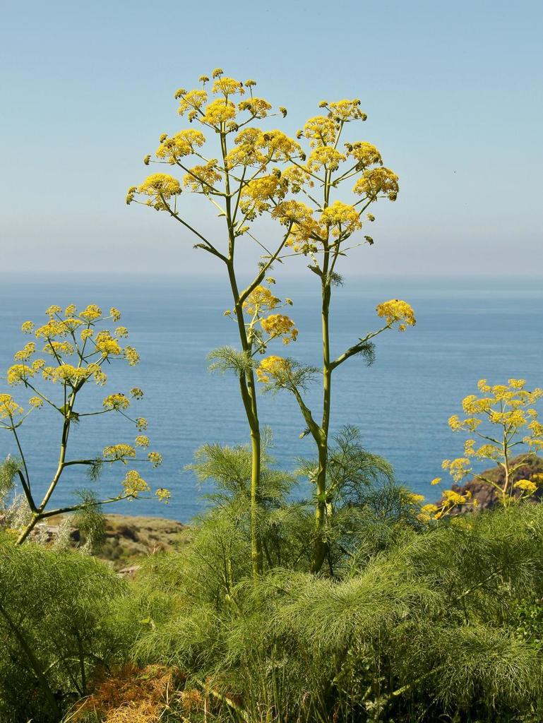 Tall mature Giant Fennel Pflanzen in Mediterranean-style Garten