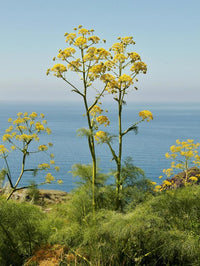 Tall mature Giant Fennel Pflanzen in Mediterranean-style Garten