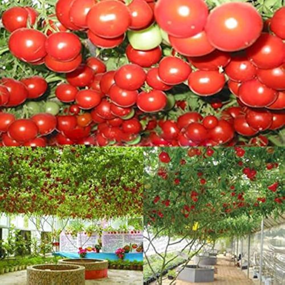 Riesige traditionelle tomato samen für aussaat