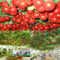 Riesige traditionelle tomato samen für aussaat