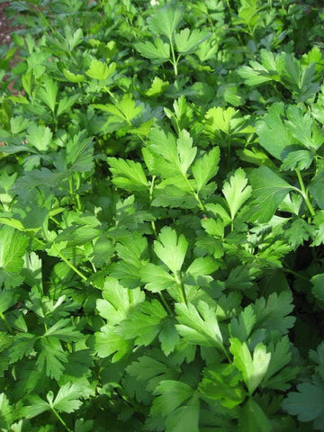 Giant Italian Flat Leaf Parsley Samen