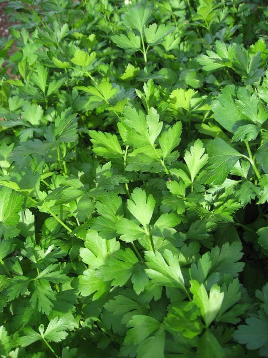 Giant Italian Flat Leaf Parsley Samen