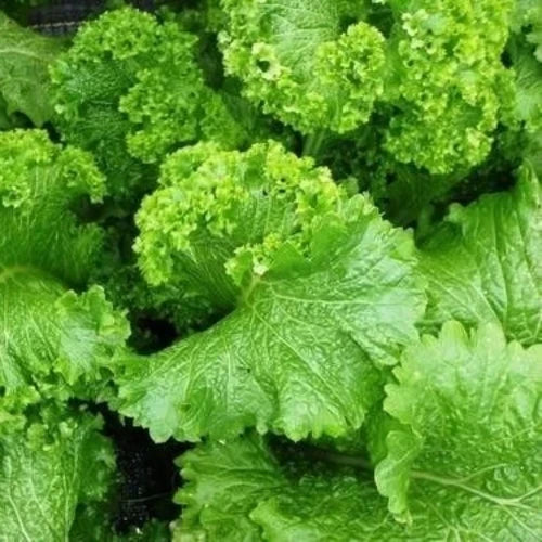 Große blattreiche growth aus riesige mustard samen
