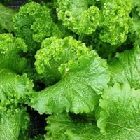 Große blattreiche growth aus riesige mustard samen