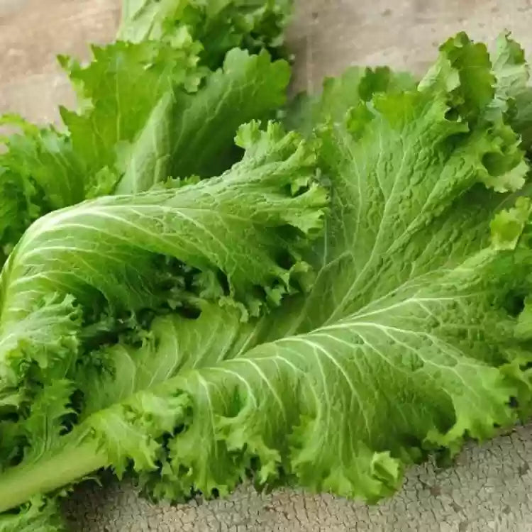 Riesige mustard pflanzen thriving in raised garten beds