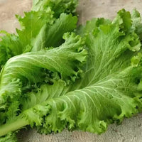Riesige mustard pflanzen thriving in raised garten beds