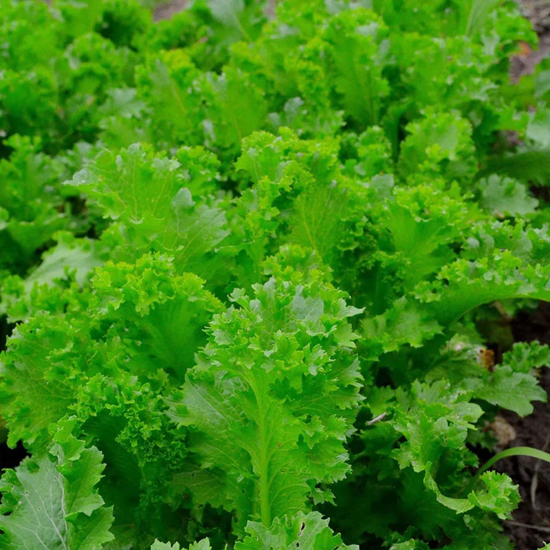 Non-gmo riesige mustard samen für aussaat in home gardens