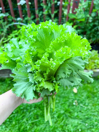 Young riesige mustard pflanzen wachsend in full sun