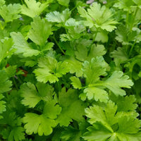 Giant of Italy Parsley Anbau in containers