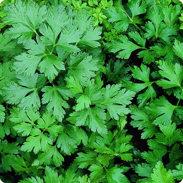 Giant of Italy Parsley Samen Petroselinum crispum large flat-leaf Pflanze