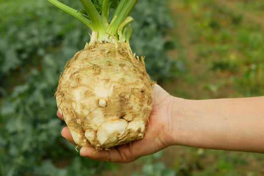 Giant Prague Celeriac Samen Apium Graveolens Celery Root Vegetable