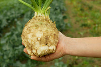 Giant Prague Celeriac Samen Apium Graveolens Celery Root Vegetable