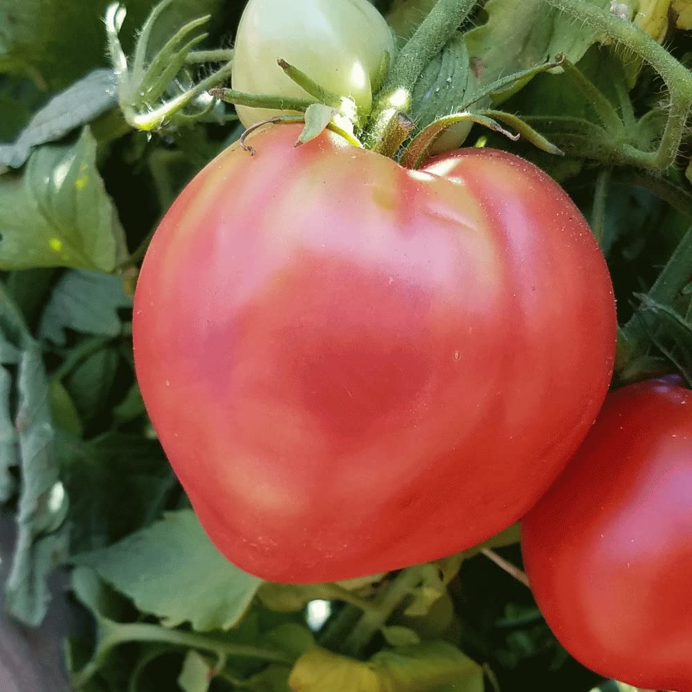Closeup of riesige red oxheart tomato samen and heart-shaped tomatoes
