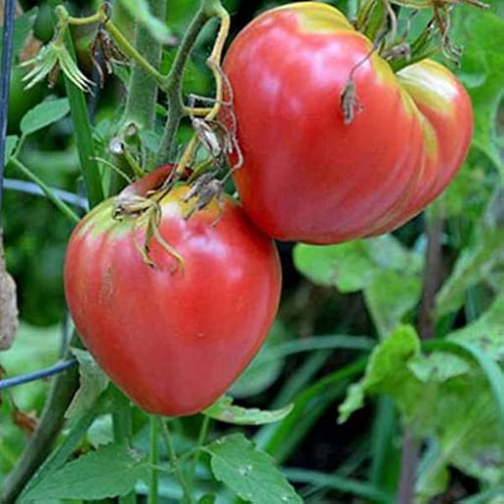 Große oxheart tomatoes gezogen aus riesige red oxheart tomato samen