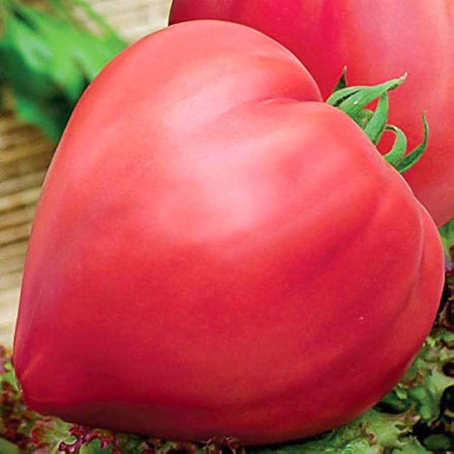Riesige red oxheart tomato samen producing große oxheart tomatoes