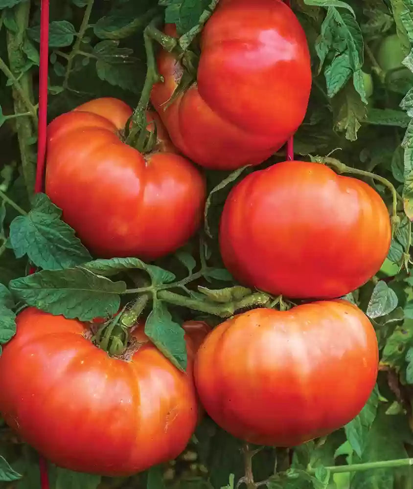 Riesige red tomatoes wachsend on the vine