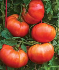 Riesige red tomatoes wachsend on the vine