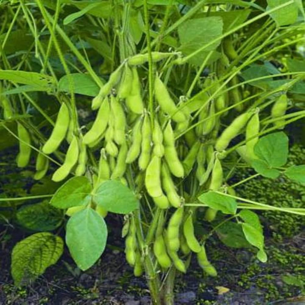 Riesige soybean samen glycine max für aussaat