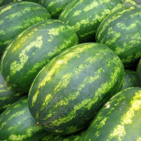 Große ripe watermelon gezogen aus riesige watermelon samen