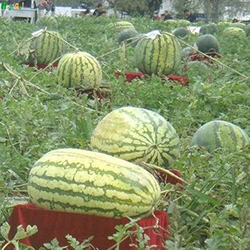Extra-große riesige watermelon wachsend in garten