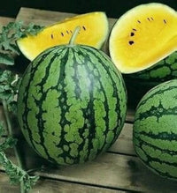 Riesige watermelon samen für aussaat non-gmo große watermelon samen