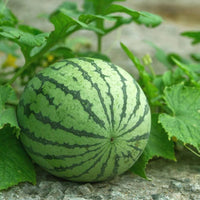 Riesige watermelon vines gezogen aus watermelon samen