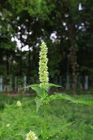 Mature Giant Yellow Hyssop in Kraut Garten or border