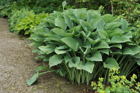 Hosta Blumensamen zur Aussaat leuchtend Traditionssorte & ohne Gentechnik Samen Hausgarten