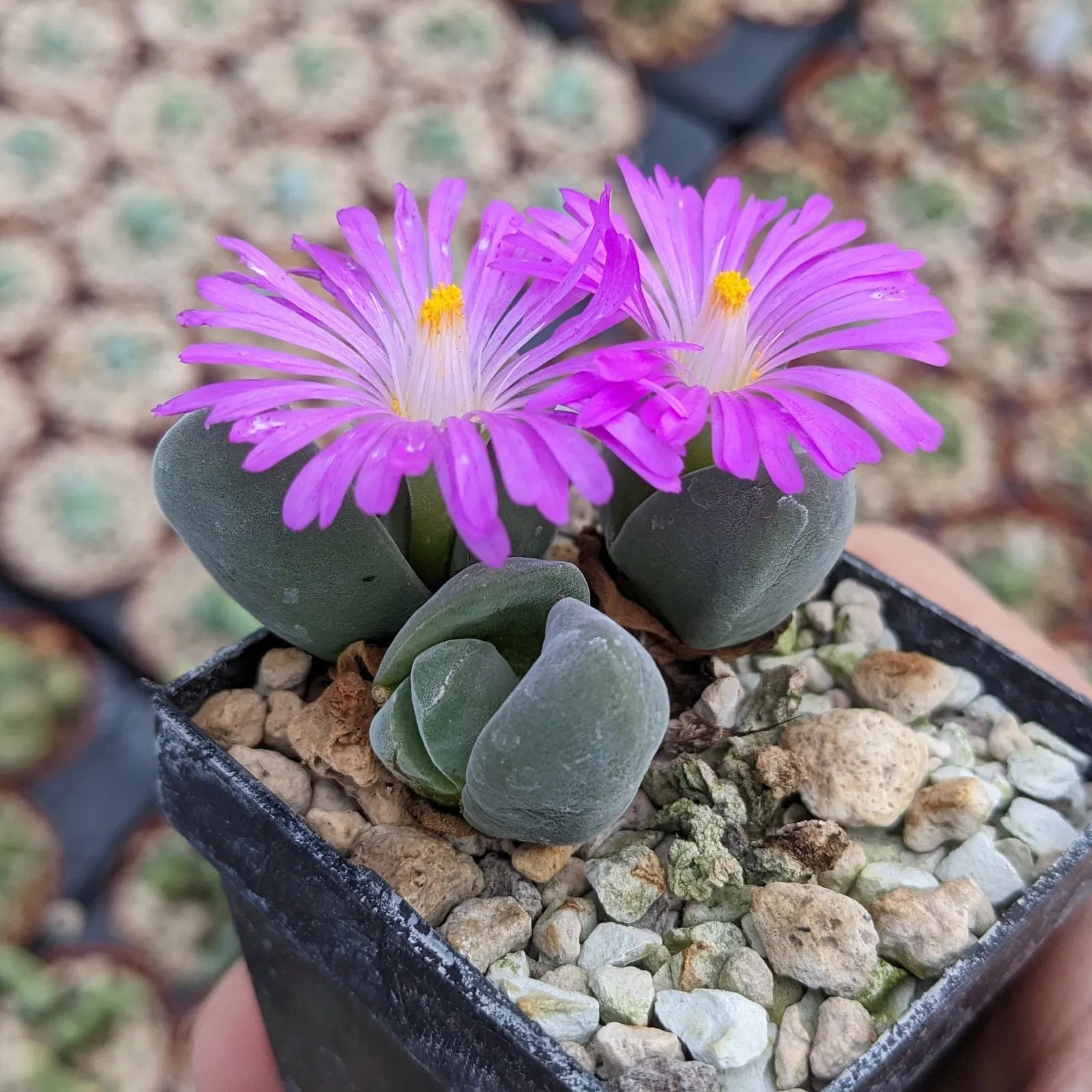 Low-maintenance mixed gibbaeum samen for home gardens
