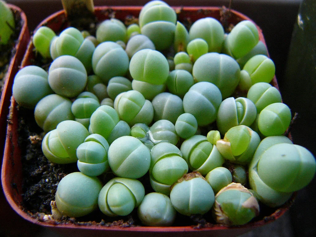 Gibbaeum mixed succulent samen for indoor anpflanzung
